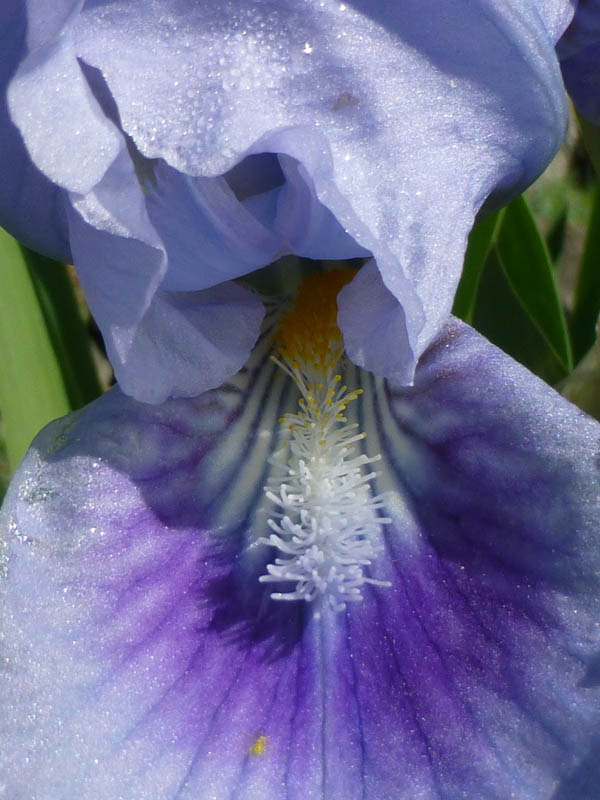 Iris pumila 'bleu'